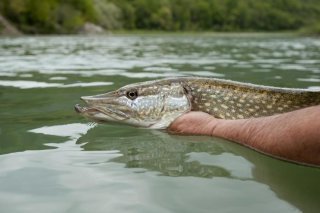 Relâcher vivant le poisson capturé, plutôt que de le tuer, reste interdit en Suisse, sauf dans des cas bien précis.